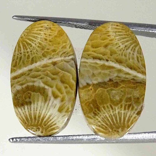Cts corallo fossilizzato - 16.30,