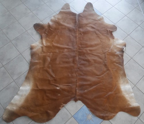Bello mittelgrosses mucca - mittelgrosses,