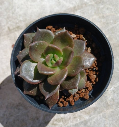 Echeveria black prince - echeveria,