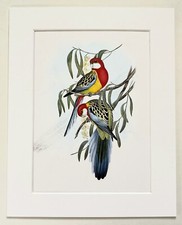 Australian EASTERN ROSELLA