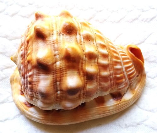 Conchiglia cypreacassis - z,
