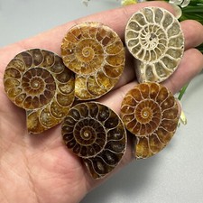5PZ TOP Ammonite naturale
