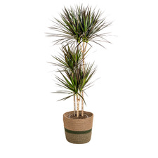 Dracaena Marginata Magenta -