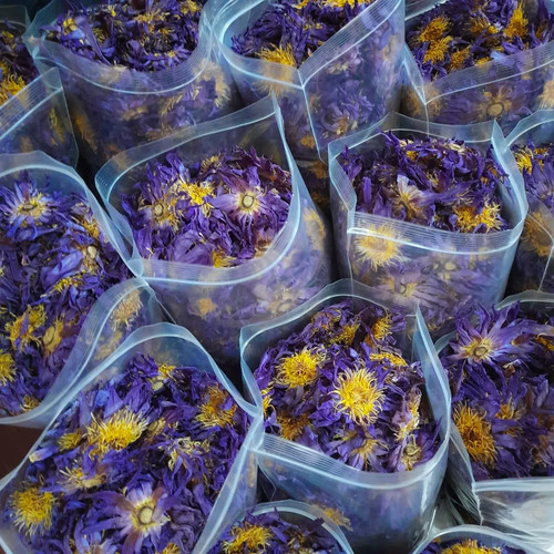 Fiori loto blu egiziani - fiori,