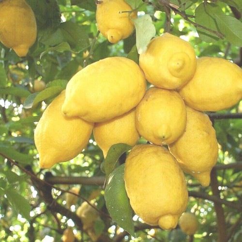 Limoni ischia bio non - di,