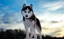 Cialda CANE / cucciolo HUSKY