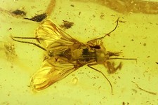 Rare Snipe Fly Rhagionidae