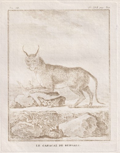 Incisione animale caracal - incisione, di