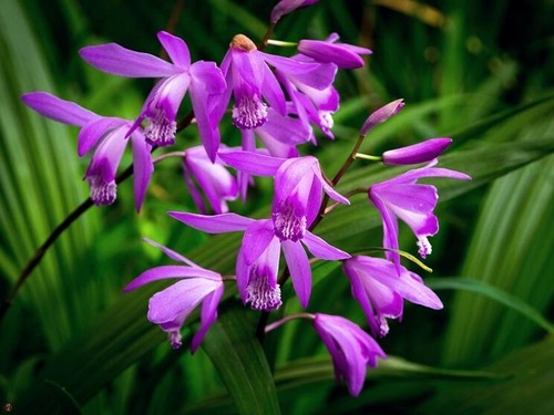 Bletilla bulbi detta -  bletilla , bulbi,