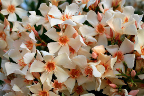 Semi nerium oleander - di,
