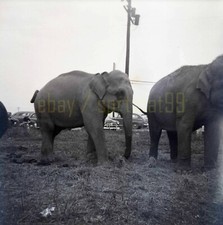 1956 Mills Bros Circus -