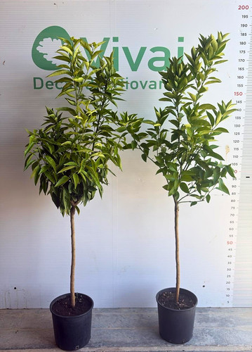 Pianta agrume anni vaso - pianta, 3-4