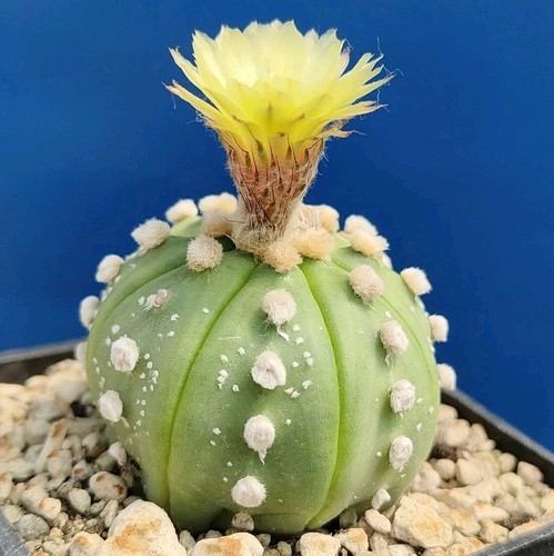 Astrophytum asterias ooibo - asterias,