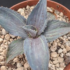 Mangave cv. "Night Owl"