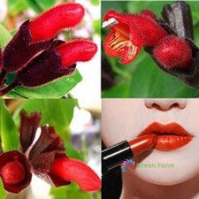 100 Semi Aeschynanthus