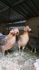 Uova Fertili Feconde ARAUCANA 100% In Purezza