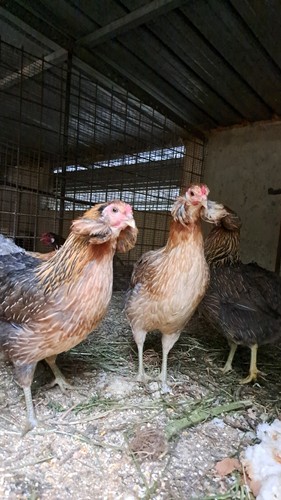 Uova fertili feconde araucana - fertili,