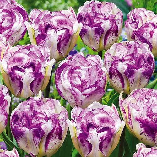 Tulipani bulbi fiori - tulipani,