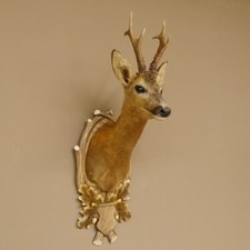 Capriolo Testa Preparato Scudo