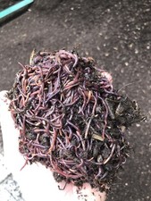 Lombrichi rossi Californiani