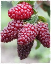 Pianta di TAYBERRY 'Buckingham' -incrocio Mora x Lampone -in vaso 14 cm h. 40/50