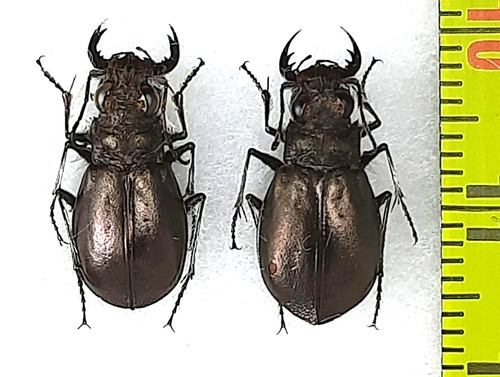 Coppia cianipi carabidae - di,