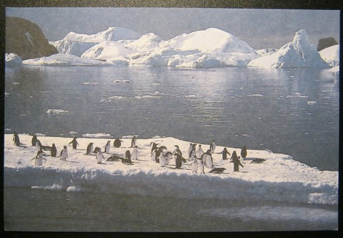Cartolina pinguini antartico - cartolina,
