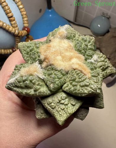 Raro cactus ariocarpus - raro,