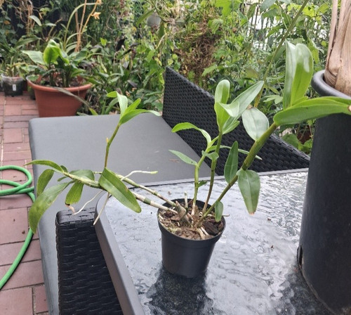 Dendrobium signatum rara - signatum, |
