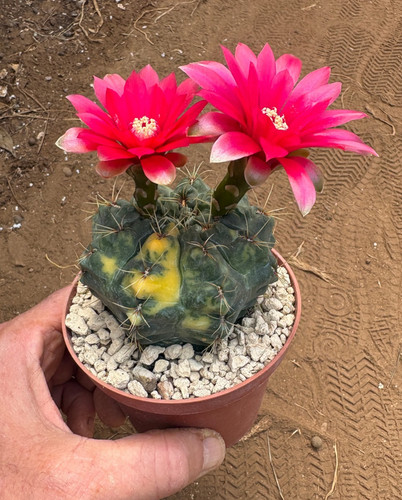 Gymnocalycium baldianum - gymnocalycium,