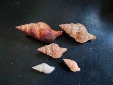 Conchiglia Shell  Lotto