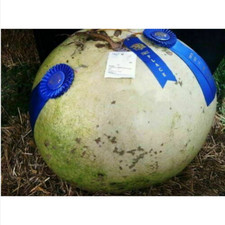 ZUCCA FIORE GIGANTE 45 KG - ZUCCHE BUSHEL GIGANTI 100 LIBBRE, 10 semi + OMAGGIO