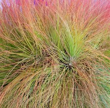 Tillandsia juncea -  - Pianta d'aria | Pianta d'aria aghiforme