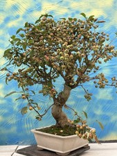 Joe Bonsai di Mela " Mallus
