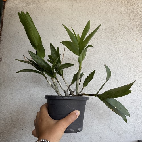 Dendrobium berry oda vaso - berry,