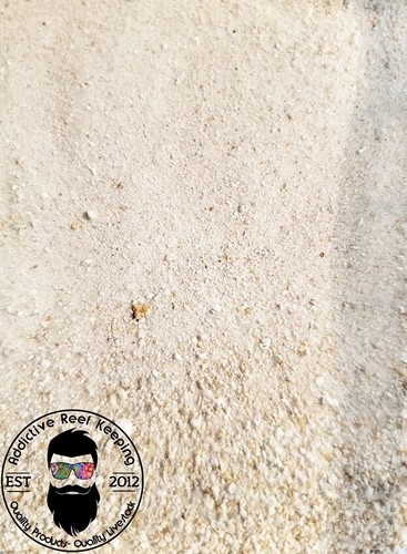 Tazza live sabbia aragonite - sabbia,