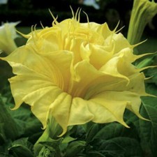 DATURA GOLDEN QUEEN DOUBLE, 15 semi + OMAGGIO