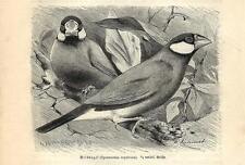 Stampa antica UCCELLI PADDA FRINGUELLO DI GIAVA Lonchura 1891 Old Antique print