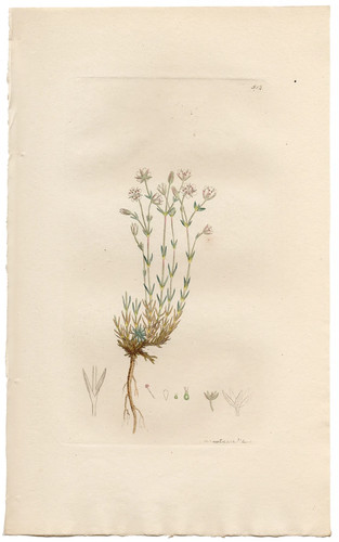 Antica botanica inglese 1798