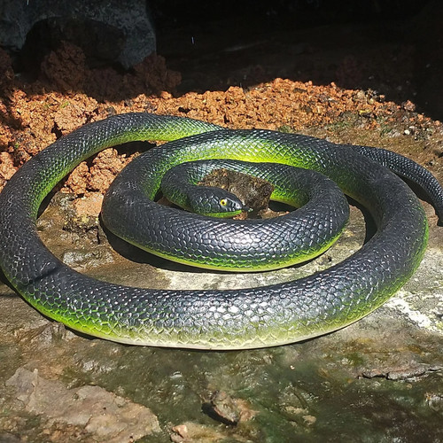 Serpente finto realistico - ,