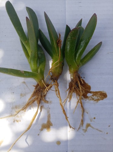 Carpobrotus radicata fico - 3,