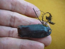 (s800-141) Small Catshark egg