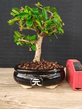 bonsai di carmona  h 21 cm visita il negozio