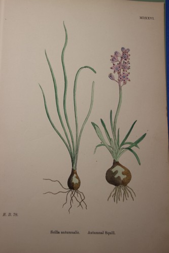 Antiche incisioni colorate a - antiche,