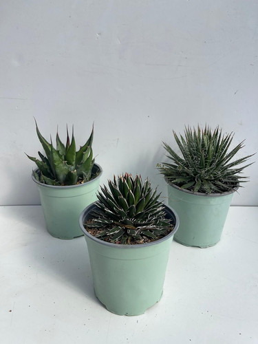 Pianta agave americana - pianta,