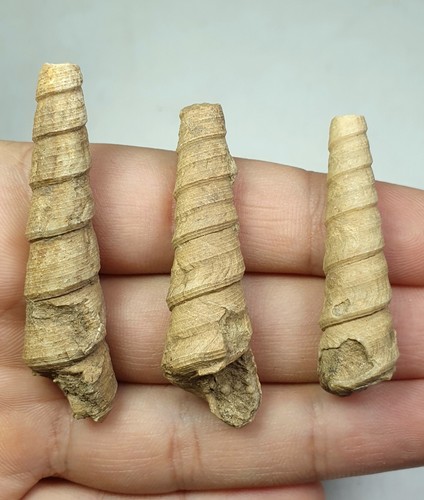 Gastropode turritella - gastropode,