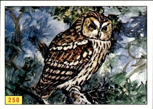 Figurina uccelli panini - figurina,