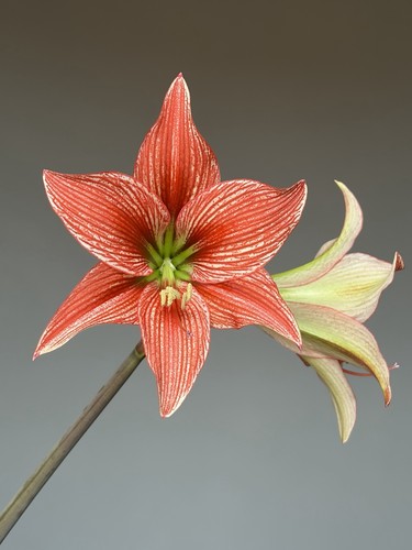 Hippeastrum tarantula - hippeastrum,