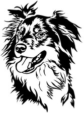Adesivo border collie - border,