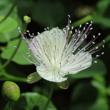 Capparis spinosa Inermis –